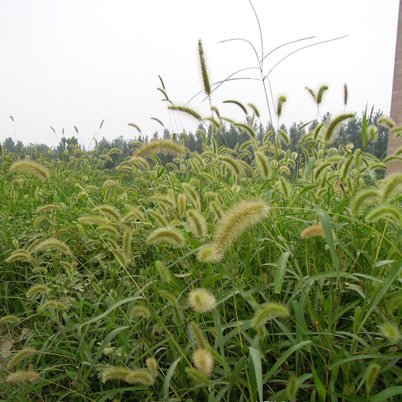 狗尾草种子旱地常见牧草杂草观赏型护坡狗尾巴草种子芮草种子包邮