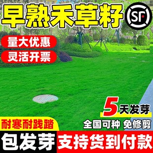 早熟禾草籽草坪草种矮生耐践踏耐寒四季常青种子庭院别墅绿化种孑