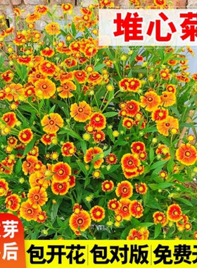 堆心菊种子花籽易种植的花籽金黄色花海花卉小菊花种子阳台盆栽