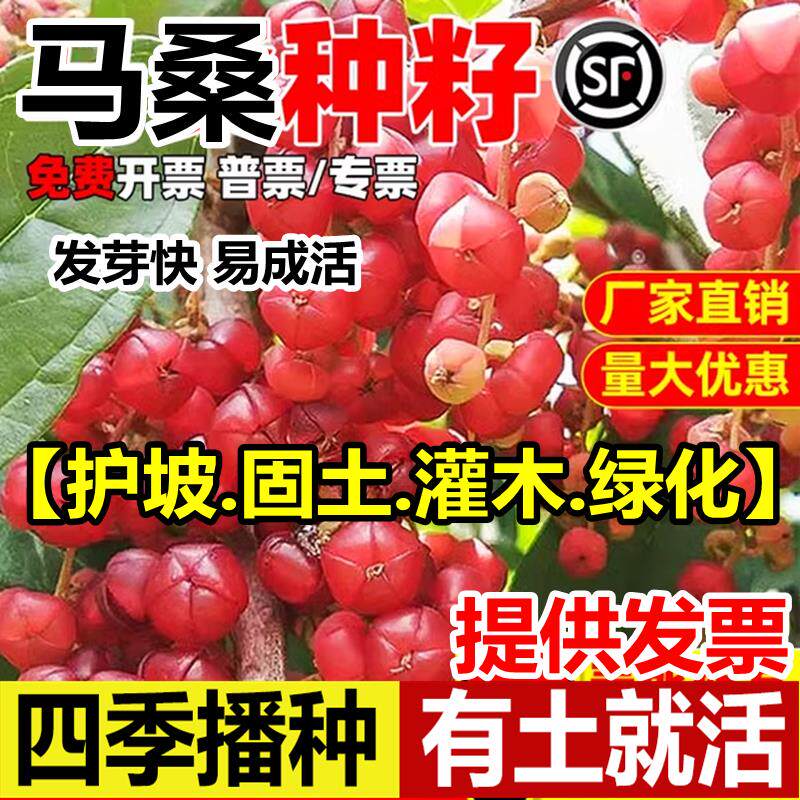 马桑种子四季车桑子木豆猪屎豆马棘种籽醉鱼桑葚桑树护坡灌木草籽