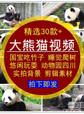 大熊猫视频国宝吃竹子叶睡觉爬树玩耍实拍4K背景LED大屏剪辑素材