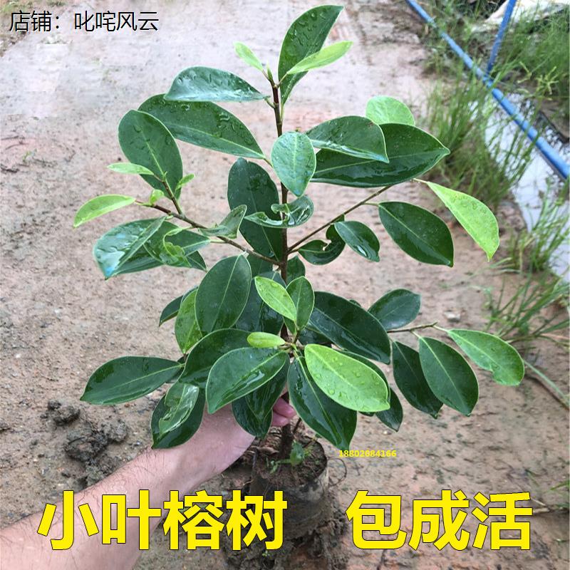 。植树节栽种小树苗3.12公司单位学校劳动活动绿化种植细叶榕树苗