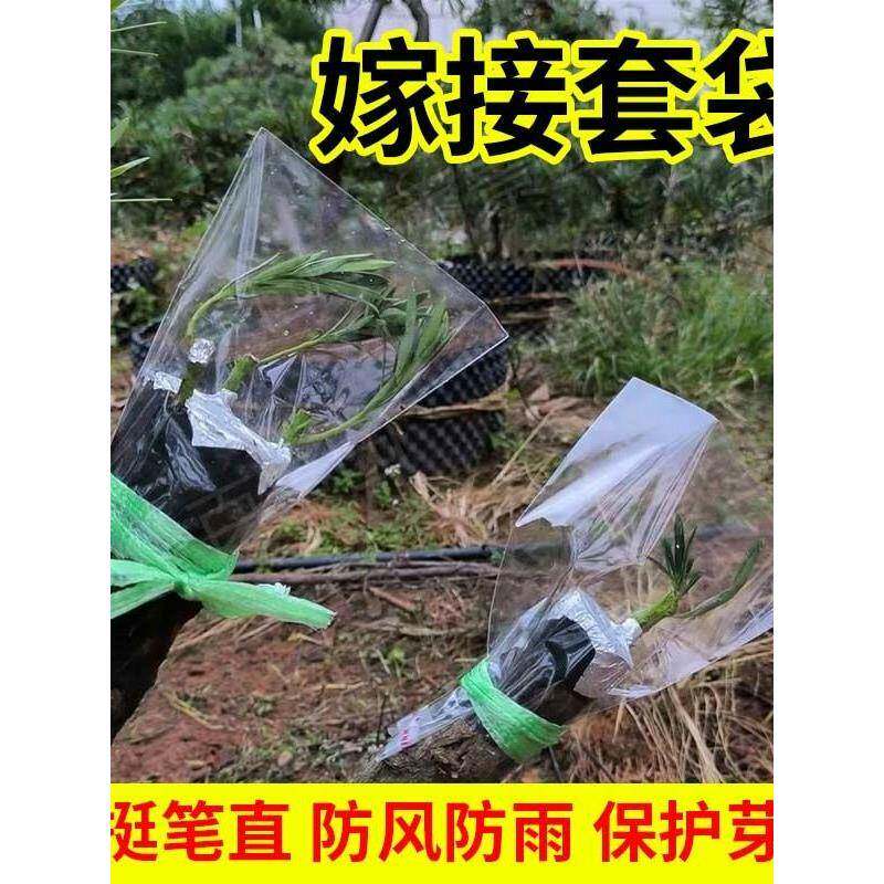 嫁接专用套袋果树保温保湿袋透明透光园艺花木树苗盆栽塑料密封袋