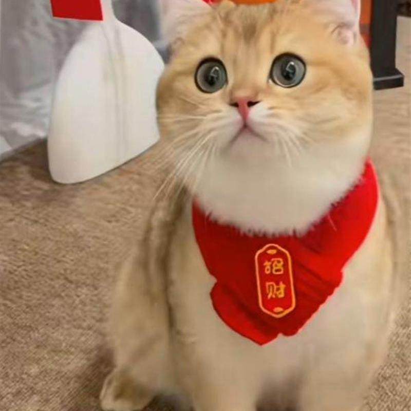 宠物新年围脖猫咪围巾小猫过年配饰口水巾装红色喜庆招财编织饰,宠物/宠物食品及用品,围巾/口水巾,淘宝优惠券,粉丝福利购,淘宝优惠卷