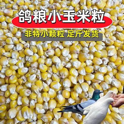 玉米粒鸽粮小粒玉米东北小苞米喂鸡家禽仓鼠白鸽赛鸽专用料鸽子3