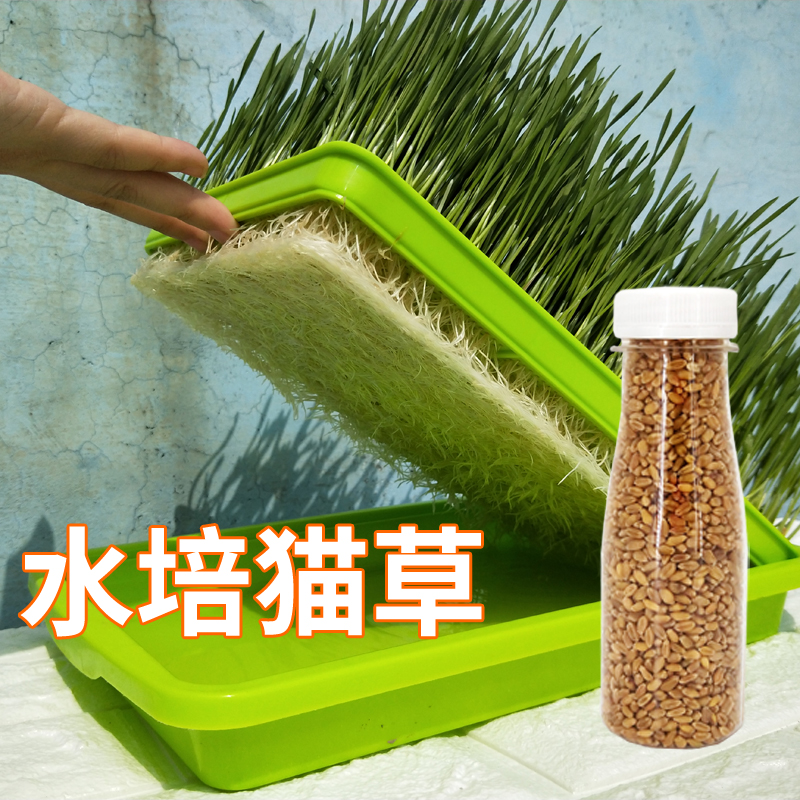 水培猫草种植套装自种植