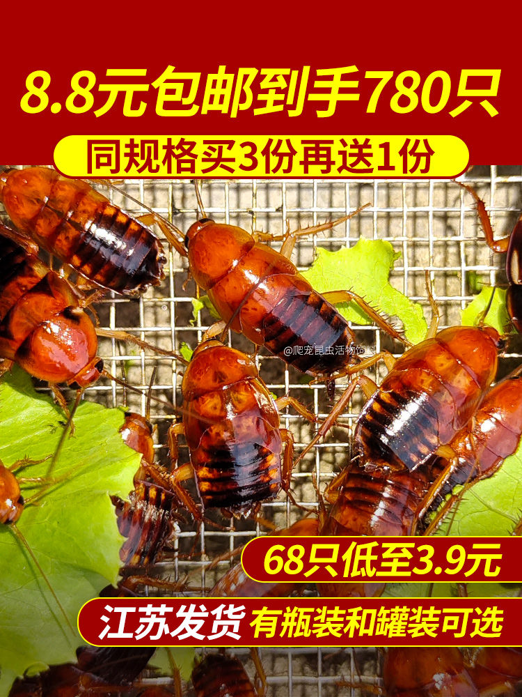 樱桃红蟑螂 樱桃蟑螂 爬宠 昆虫 活饵 饲料