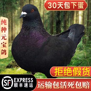 纯种元宝鸽子活公母一对观赏鸽钟鸽公斤鸽肉鸽一公一母顺丰包邮