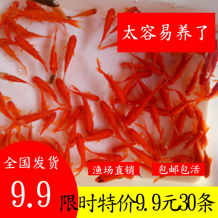 草金鱼苗红鲫鱼活体金鱼冷水鱼观鱼