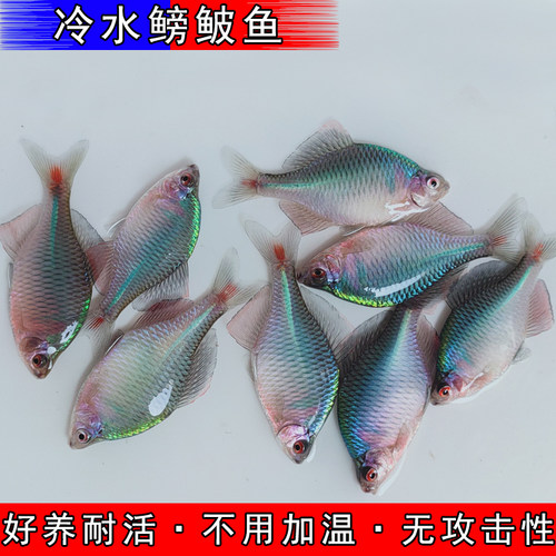 好养淡水观赏鳑鲏鱼七彩石旁皮除藻冷水鱼活体小型热带原生群游鱼 - 封面