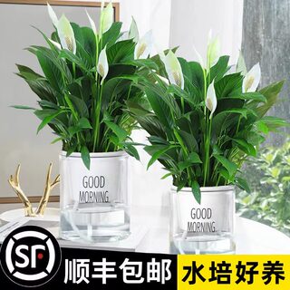 一帆风顺白掌盆栽绿萝花卉植物室内花水培绿植好养发财树吸除甲醛