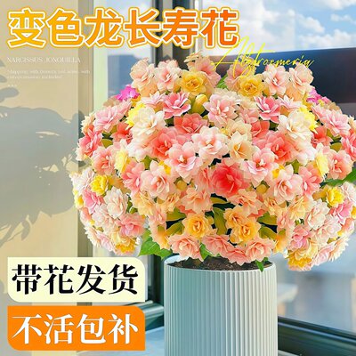 长寿花盆栽四季好养开花重瓣变色龙大花带花苞花苗室内花卉绿植物