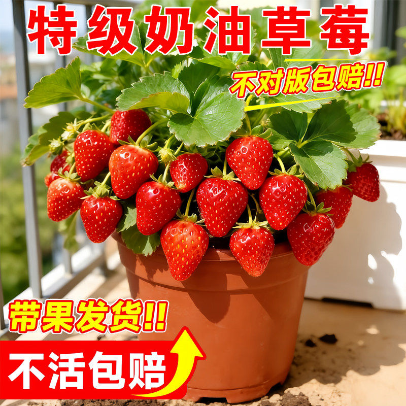特大号带果草莓苗秧盆栽奶油草莓玄玉丹东99红颜结果耐寒冬季新苗,鲜花速递/花卉仿真/绿植园艺,绿植,淘宝优惠券,粉丝福利购,淘宝优惠卷