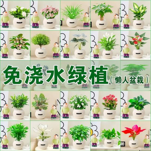 绿植室内小盆栽桌面发财树绿萝