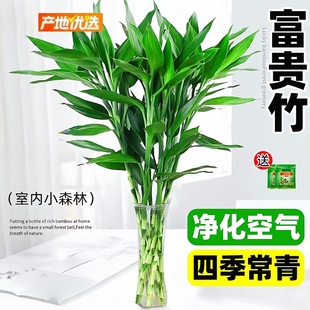 富贵竹水培植物客厅招财新年装饰花卉绿植盆栽招财竹文昌竹转运竹