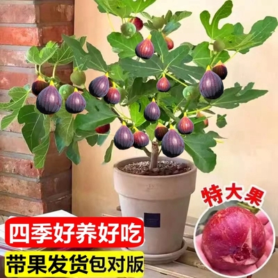 无花果苗树【带果发货】阳台盆栽
