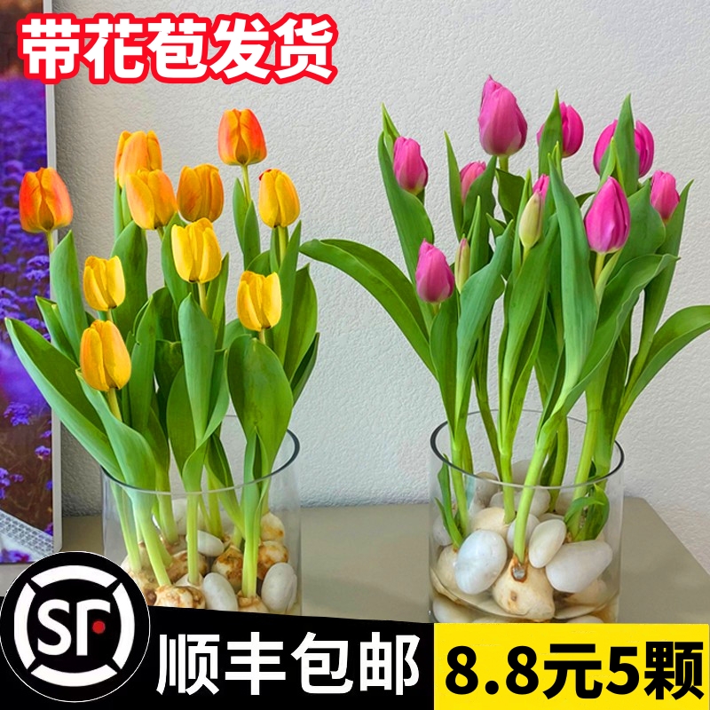 郁金香水培花卉植物室内花四季开花种球盆栽花苗土培水养好活绿植