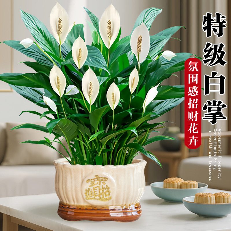 白掌盆栽招财旺宅桌面盆景一帆风顺办公室花卉绿植室内外禅意四季