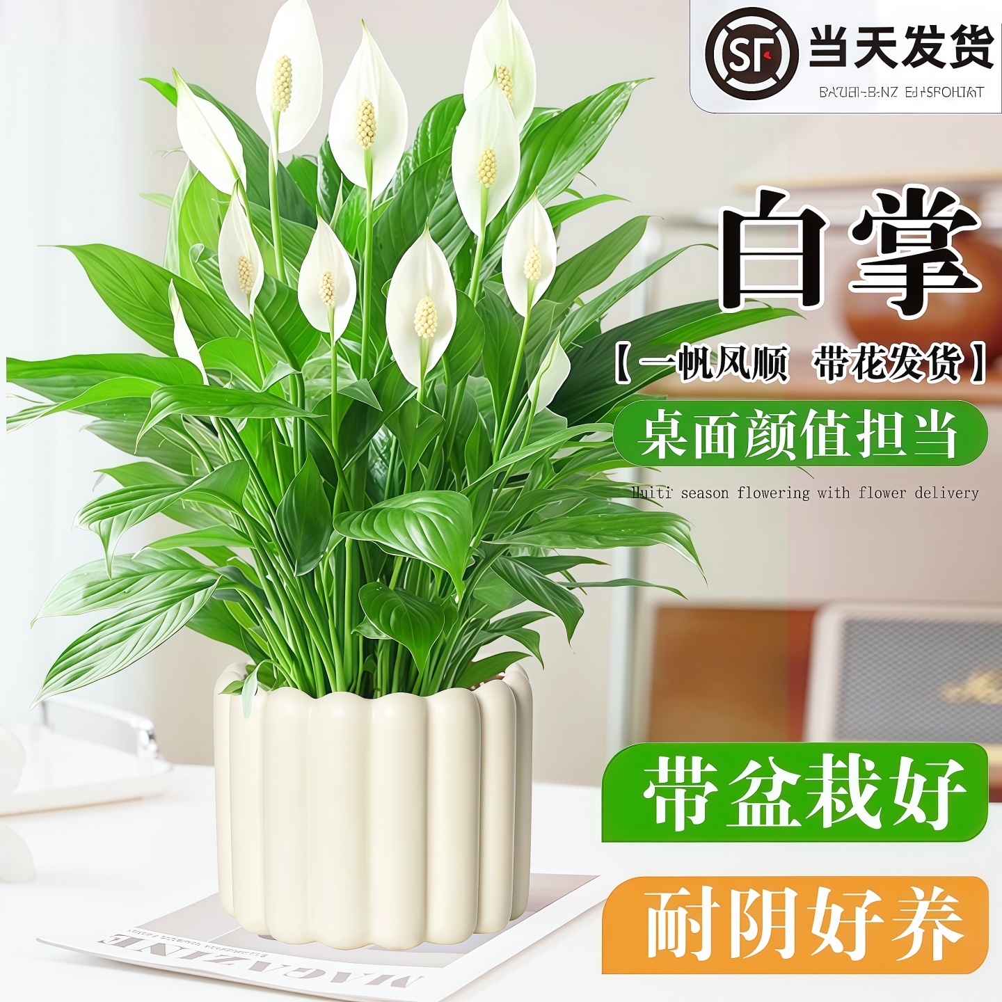 白掌一帆风顺盆栽办公室内绿植红掌花卉水培桌面植物四季常青好养