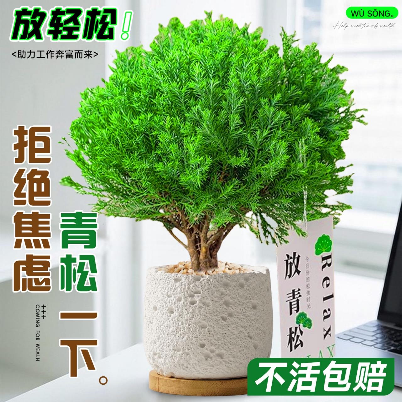 放青松绿植雾松室内桌面小盆栽