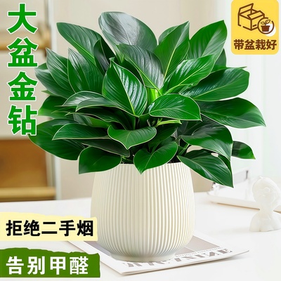 大盆金钻绿公主水培植物桌面绿植