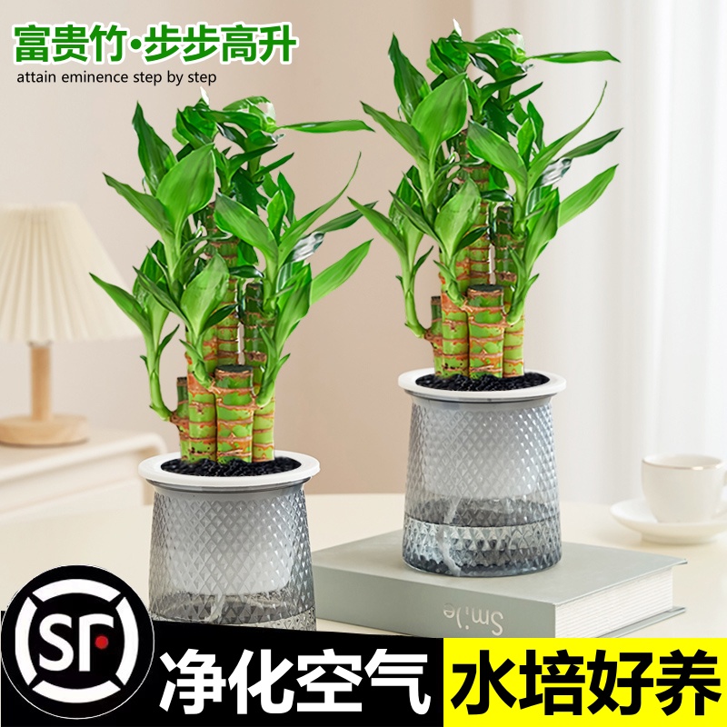 富贵竹盆栽招财竹步步高办公室内植物水培好养桌面绿植四季好养