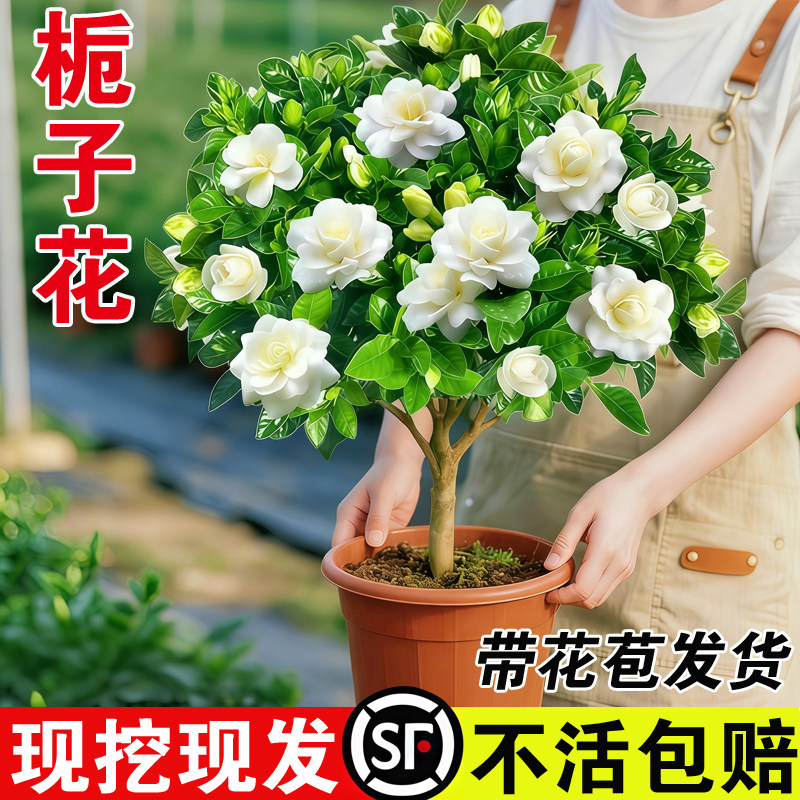 独杆棒棒糖栀子花盆栽四季植物阳台花卉开花绿植带花苞老桩大树苗