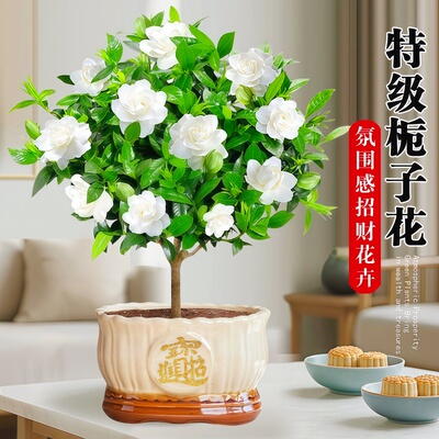 栀子花盆栽招财旺宅桌面盆景办公室绿植室内客厅中式禅意四季植物