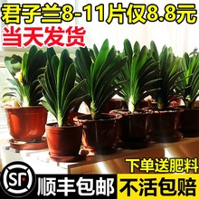 四季君子兰盆栽带花苞小苗花卉植物室内易活绿植水培好养多肉大全