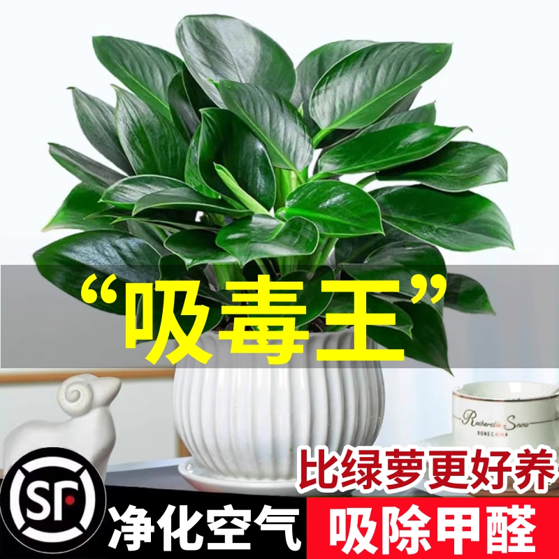 金钻盆栽绿萝箩室内植物花卉水培绿植办公室多肉净化空气去除甲醛