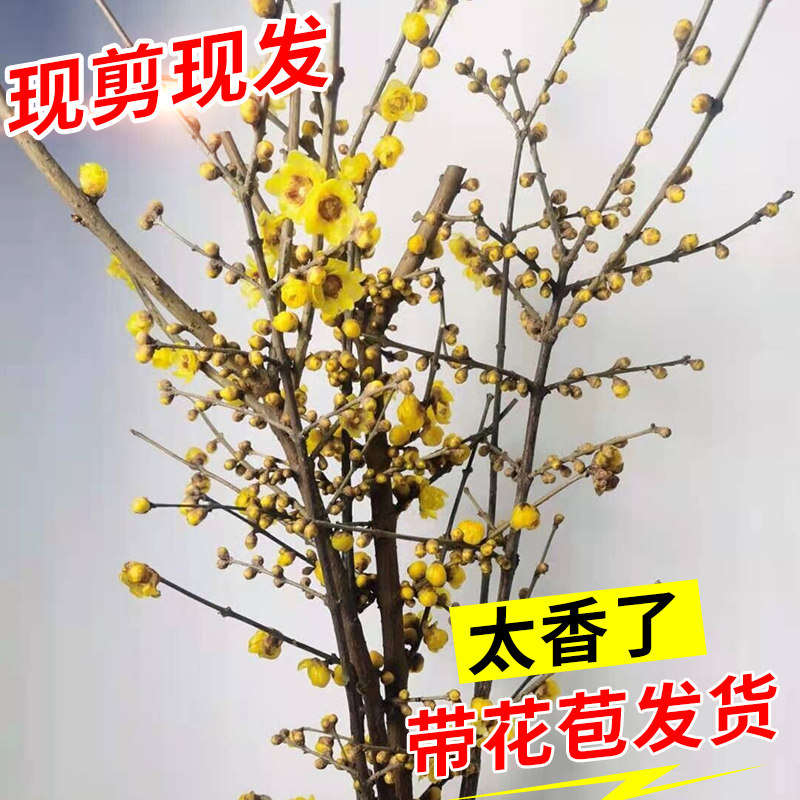 切枝花卉有哪些,50种常见的切枝植物,切枝植物有哪些_大山谷图库