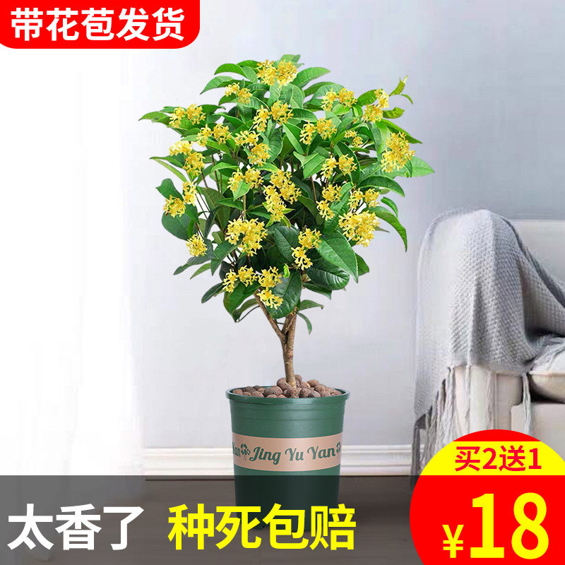 好养四季易活浓香型盆景桂花树苗