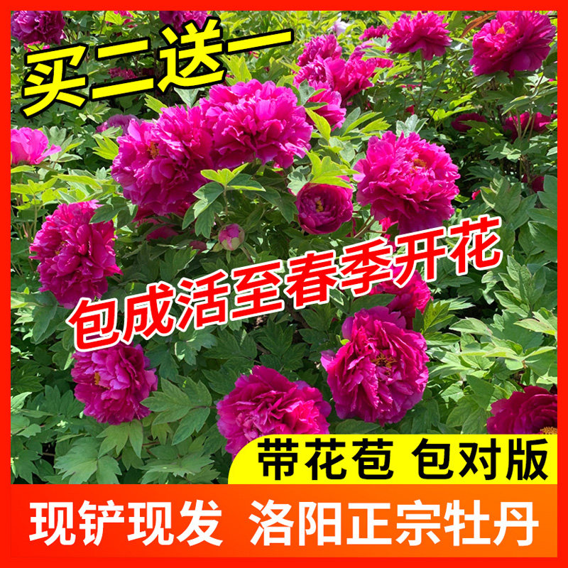 带花苞重瓣植物花卉四季洛阳牡丹