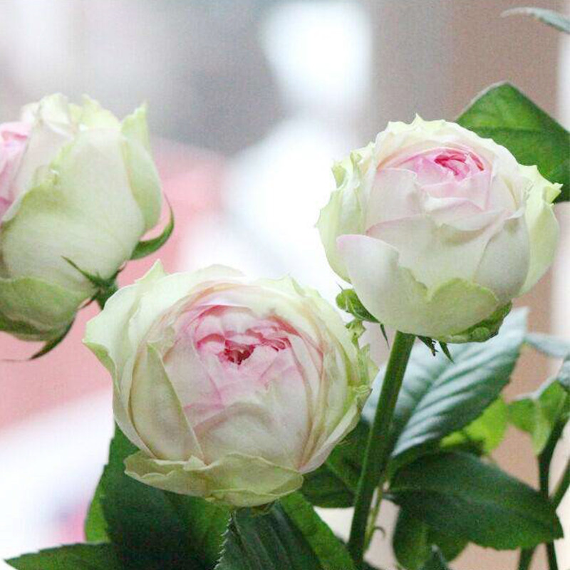 幻彩欧洲月季花苗庭院阳台花卉四季易活植物玫瑰盆栽浓香包子新品