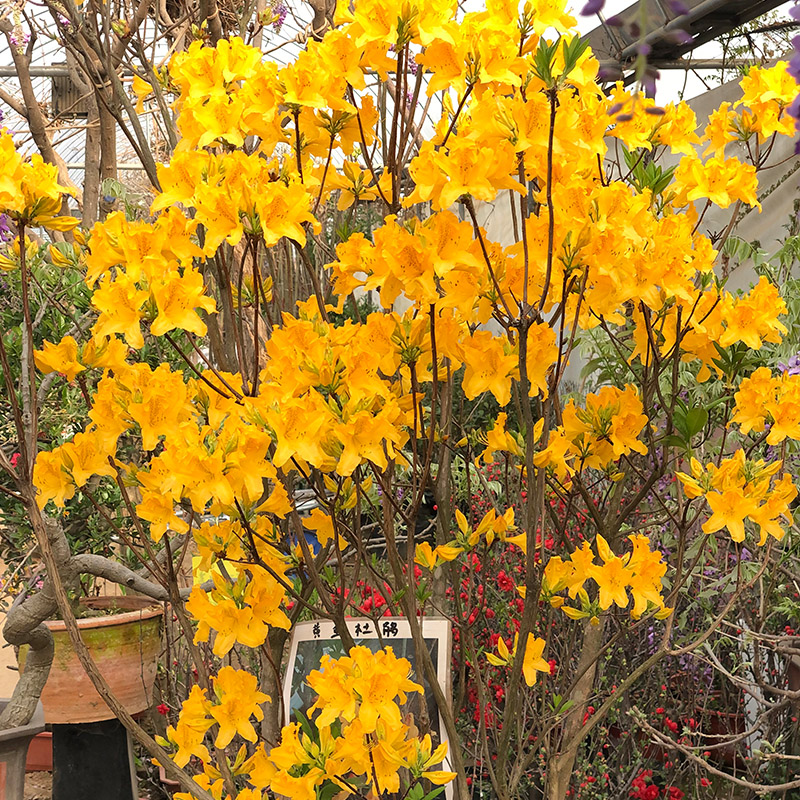 室内室外庭院阳台茶几