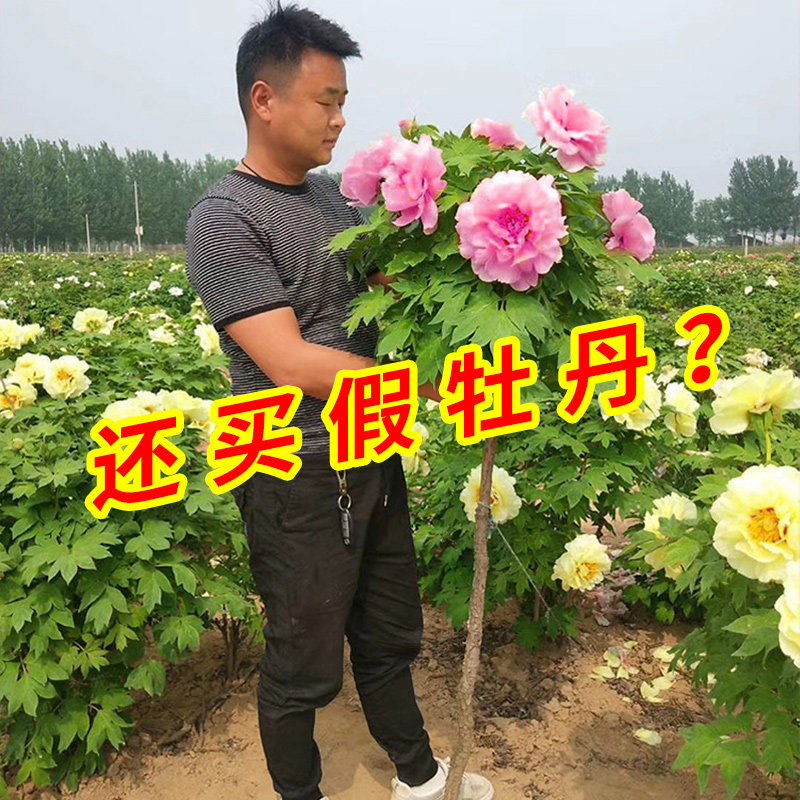 正宗洛阳牡丹花苗树苗盆栽大苗带花苞重瓣室内外庭院四季植物花卉