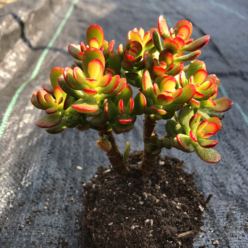 多肉植物【姬红花月小老桩】满额包邮/多肉故事馆/品种盆栽