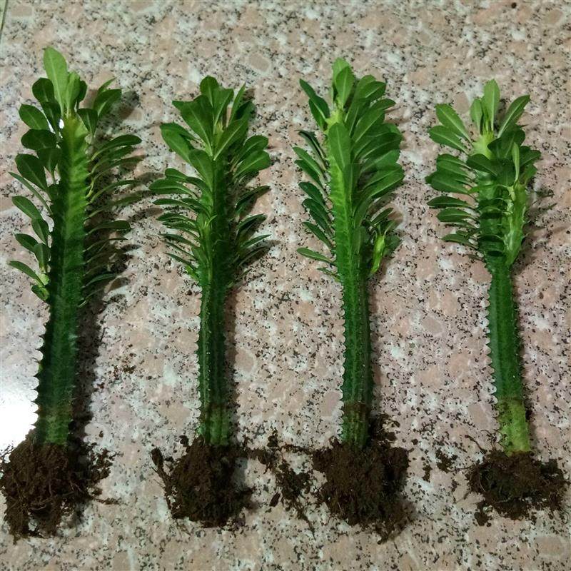 巴西龙骨 龙骨盆栽 室内观赏 霸王鞭 仙人掌 量天尺 多肉植物盆景