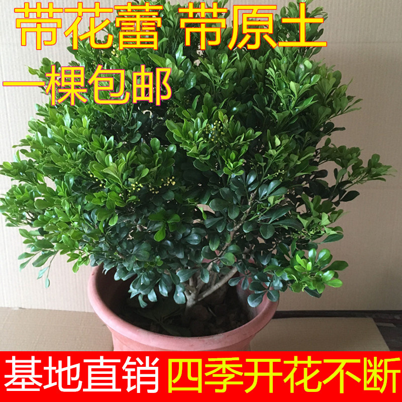 米兰花盆栽浓香型阳台开花绿植四季芳香植物室内发货老桩大全花卉 鲜花速递/花卉仿真/绿植园艺 时令草本花卉 原图主图