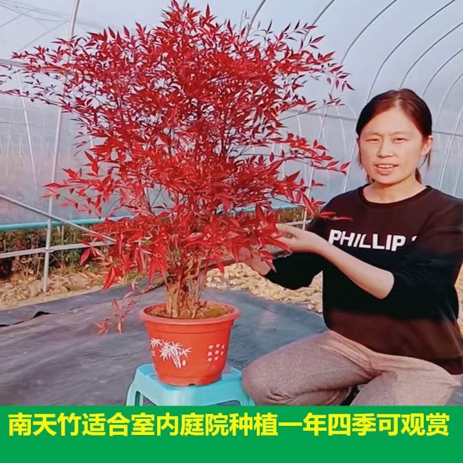 盆栽南天竹春天火焰红天竺院子