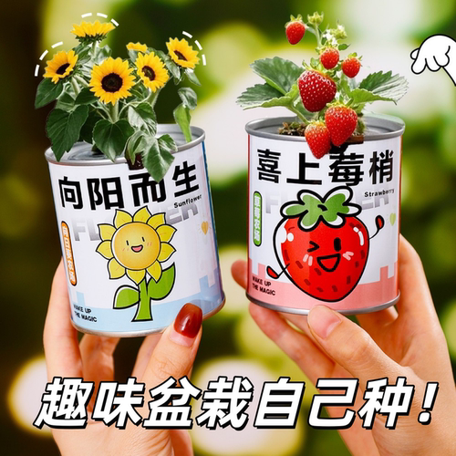 情绪稳定小盆栽桌面懒人绿植罐头