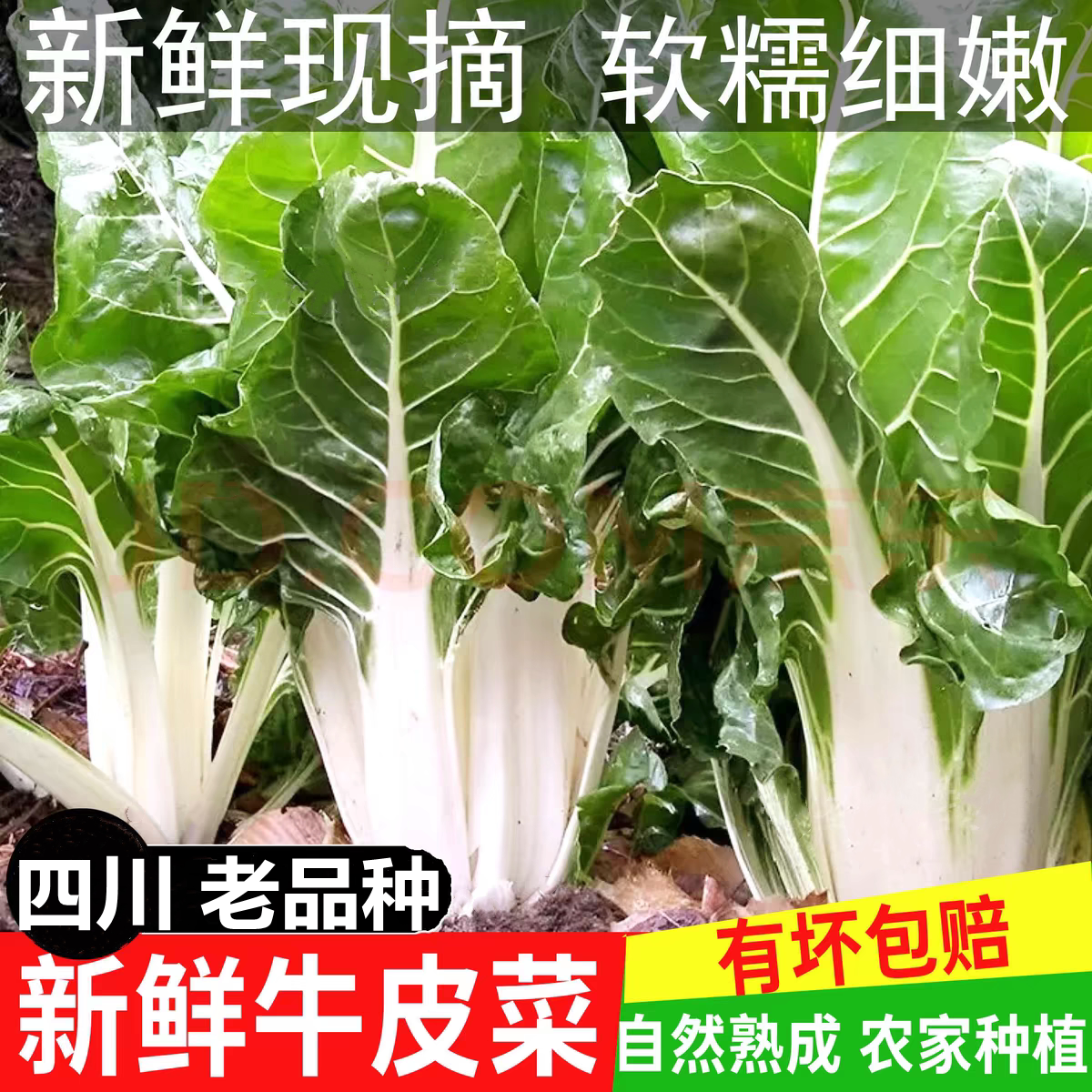 四川新鲜厚皮菜牛皮菜瓢儿菜嫩尖