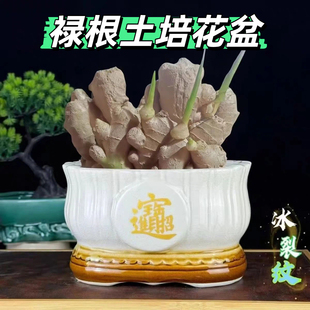 禄根土培花盆绿植盆景老桩兰发财树文竹多肉家用简约办公桌面