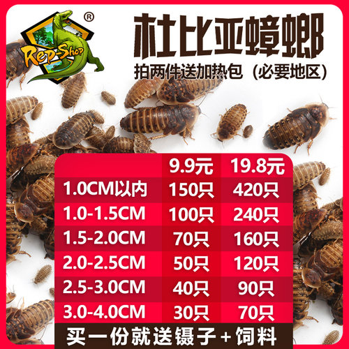 北京发货杜比亚蟑螂活体饲料繁殖组蜥蜴守宫鱼活饵饲料活虫高营养