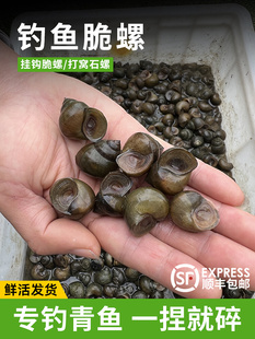 钓鱼脆螺鲜活钓青鱼挂钩饵料活体螺蛳薄壳小田螺乌青黑鲩打窝石螺