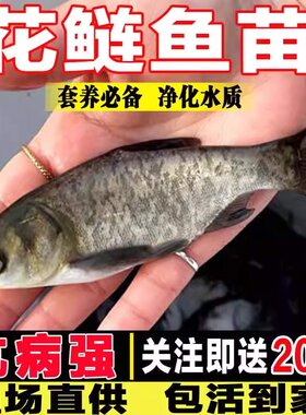 大花鲢鱼苗淡水好养殖半斤鲢鳙鱼苗胖头鱼雄鱼大头鱼鲫鱼苗草鱼苗