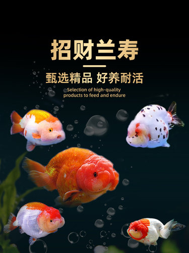 兰寿金鱼小鱼苗观赏鱼耐活冷水鱼活鱼宠物小型淡水好养锦鲤草金鱼