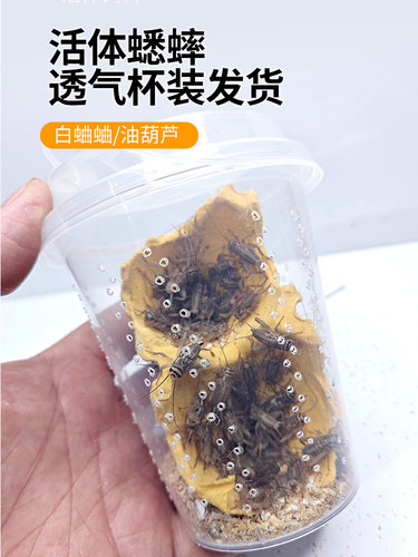 杯装白蟋蟀黑蟋蟀针头蟋蟀活体蛐蛐油葫芦龙鱼角蛙守宫蜥蜴鸟食
