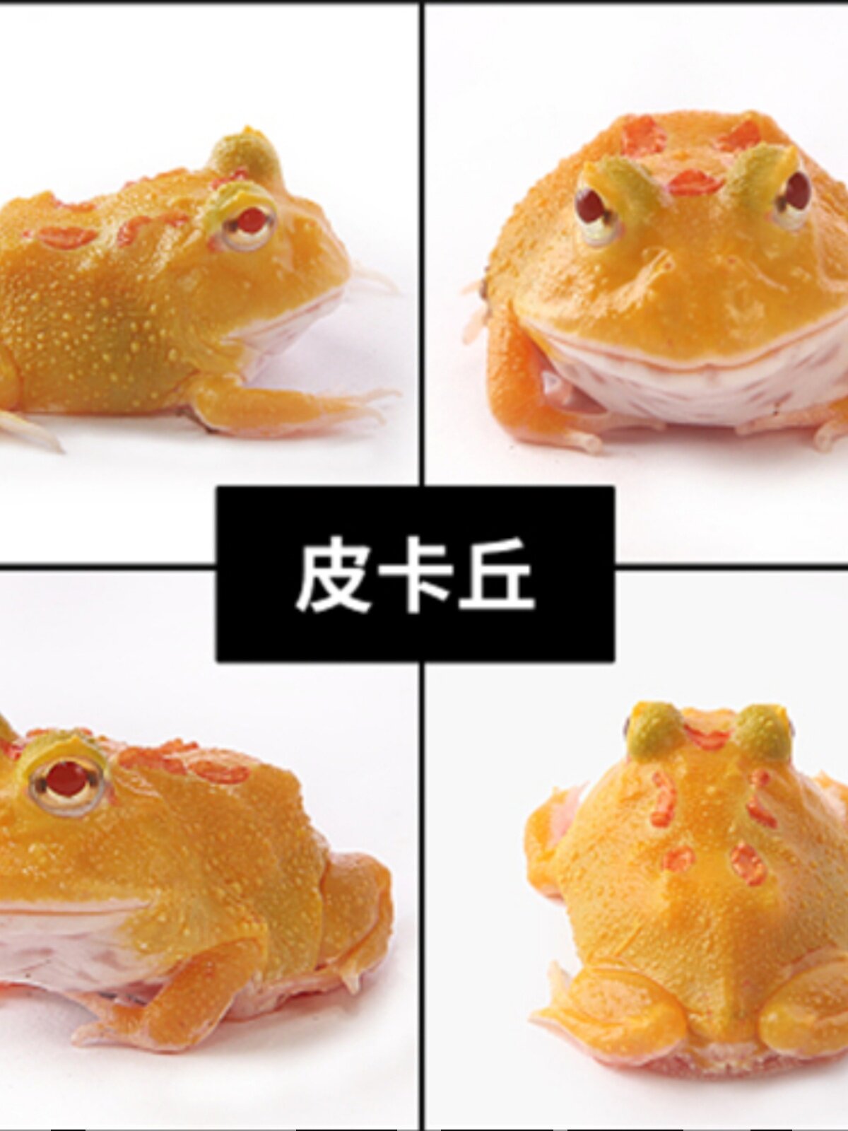 角蛙活体宠物青蛙绿角蛙蝌蚪黄金角蛙活物蝴蝶角蛙钟角蛙霸王角蛙