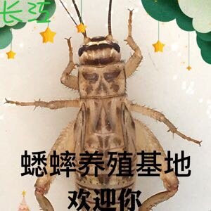 白蟋蟀 蛐蛐 蝈蝈  活物 虫子 爬虫 鸟食活体饲料